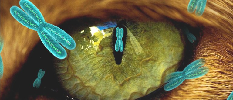 An End to Blindness: “Holy Grail” of Gene Editing Partially Restores Vision