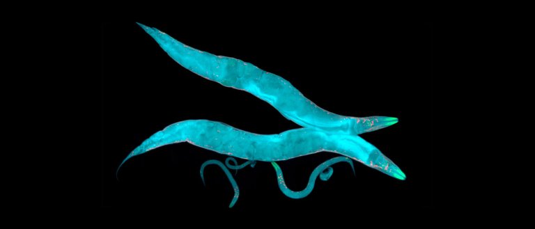 Worms Without Eyes Can Sense Light 100 Times Better Than Humans