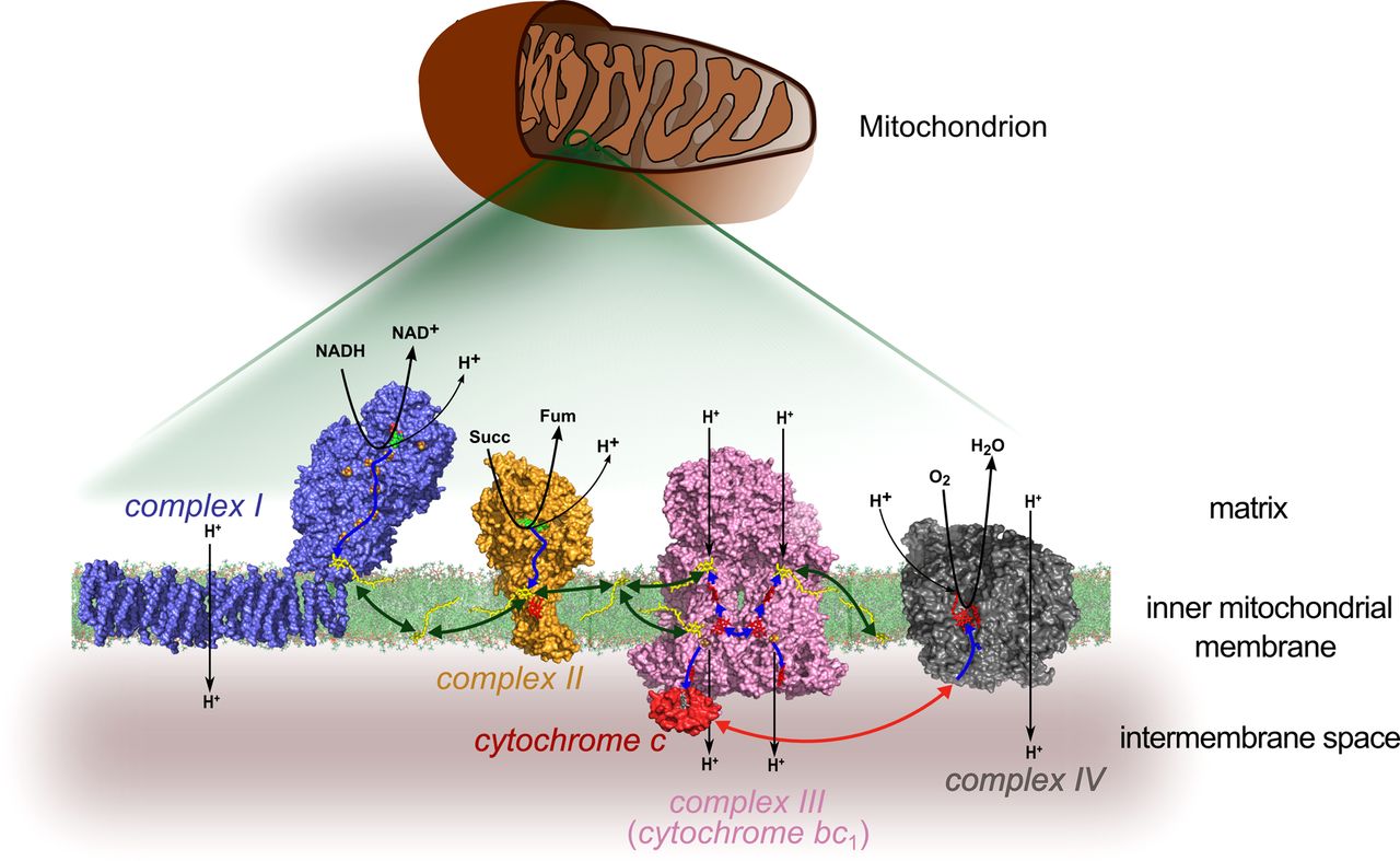 Cytochrome c. Image: American Physiological Society Journals.