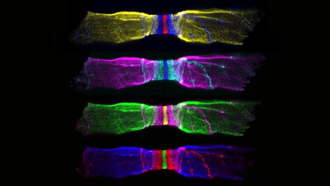 Journal of Neuroscience