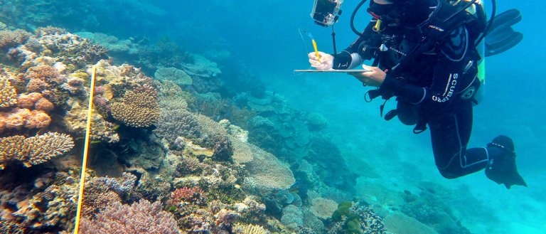 Australian Waters Are “Cooking” Coral to Death, Causing Worst Ever Die-Off