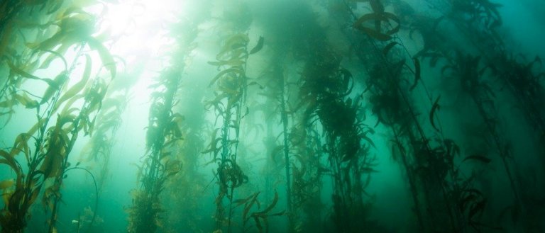 Thanks to Humanity, Another Important Ecosystem Could Soon Be Destroyed