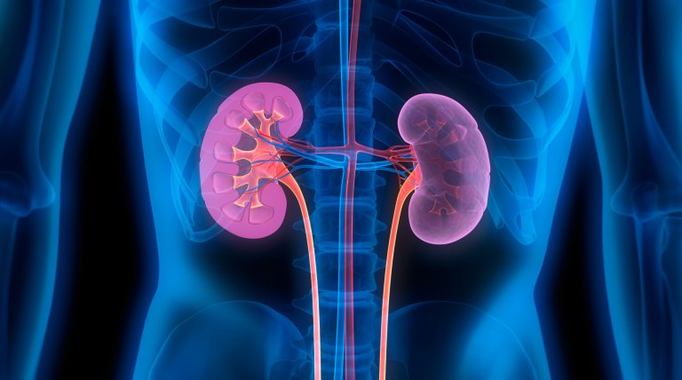 Synthetic Organs: We’re One Step Closer to Having Bioartificial Kidneys