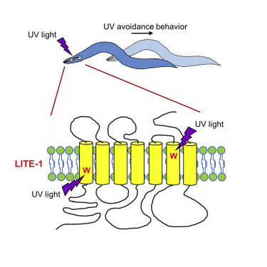 Credit: Zhejiang University School of Medicine/ Gong J., et al.