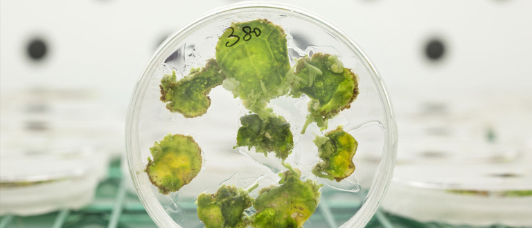 Engineering Nature: How Improved Photosynthesis Could Feed the World