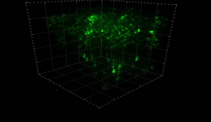 Credit: Rockefeller University