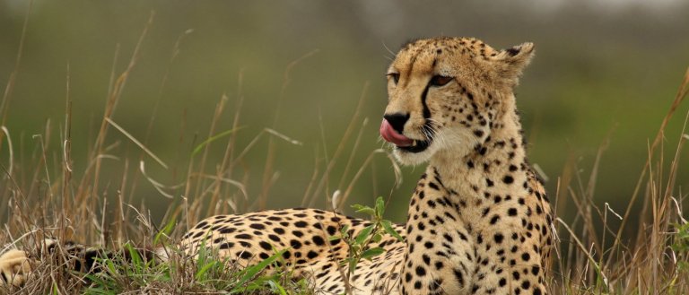 Racing Oblivion: Study Reveals Cheetahs Are on a Fast Track to Extinction