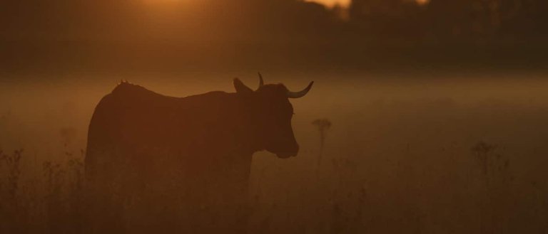 Jurassic Farm: Scientists Are Planning to Resurrect an Extinct Cattle Species