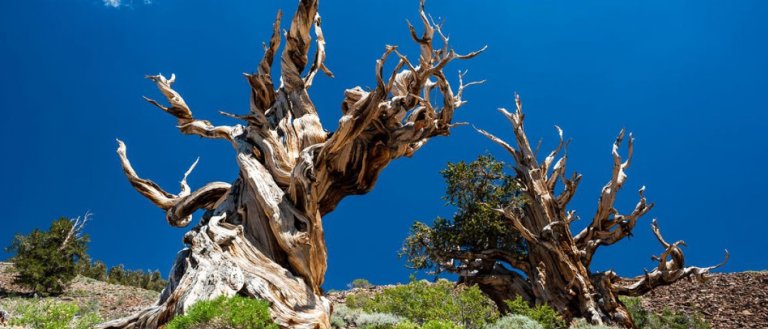 Climate Change Threatens to Destroy the Planet’s Oldest Tree Species