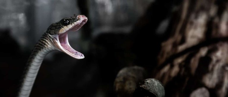 Nanoparticles May Bring an End to Death by Venomous Snakes