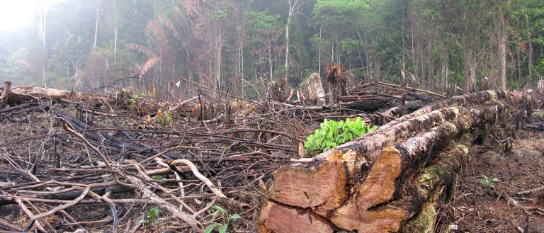 Illegal Logging Is Depleting the Amazon Rainforest 29% Faster Than Last Year