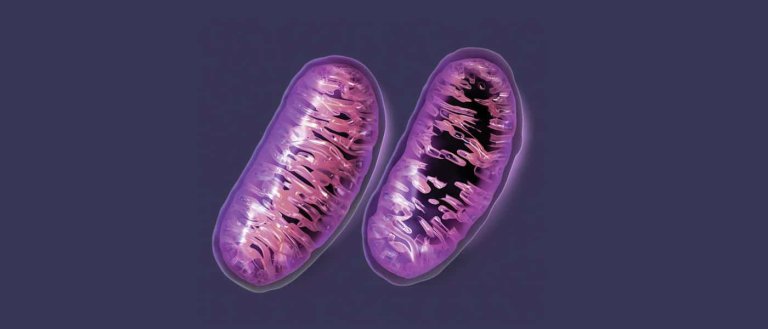 An End to Aging: Can Science Allow Humans to To Become Immortal?