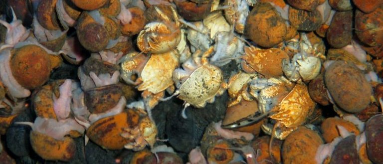 Scientists Discover A Host of New Animal Species