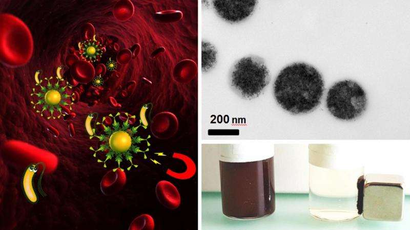 Bacteria can be removed by magnetic blood purification (left). A suspension with magnetic iron particles (top right) can be "cleaned" using a magnet (bottom right). Credit: Laboratory for Materials Science and Technology