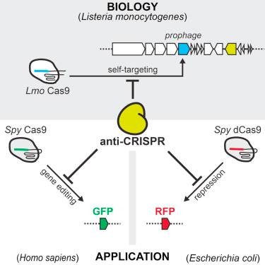 anticrispr graphic