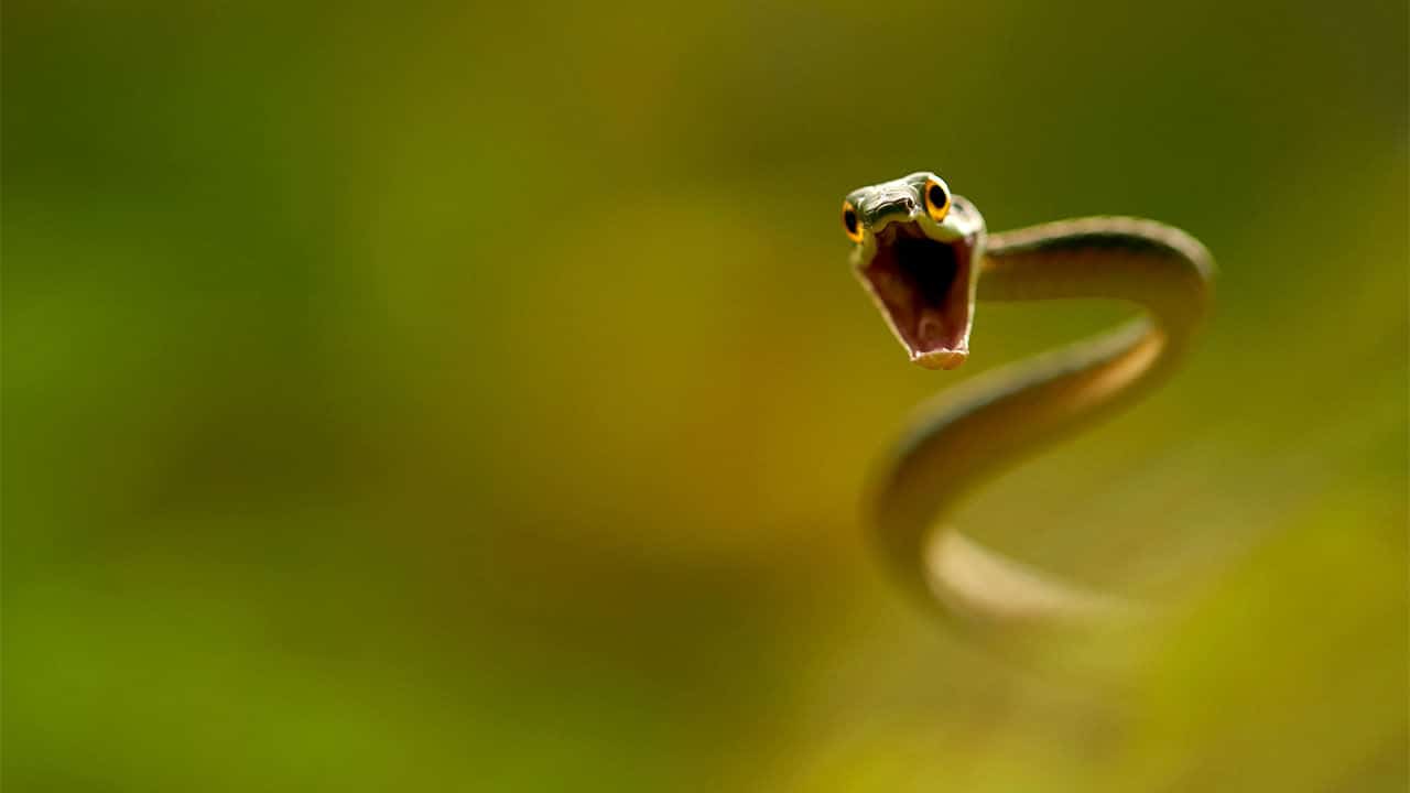 Phtot credit: BIOSPHOTO/Alamy Stock Photo