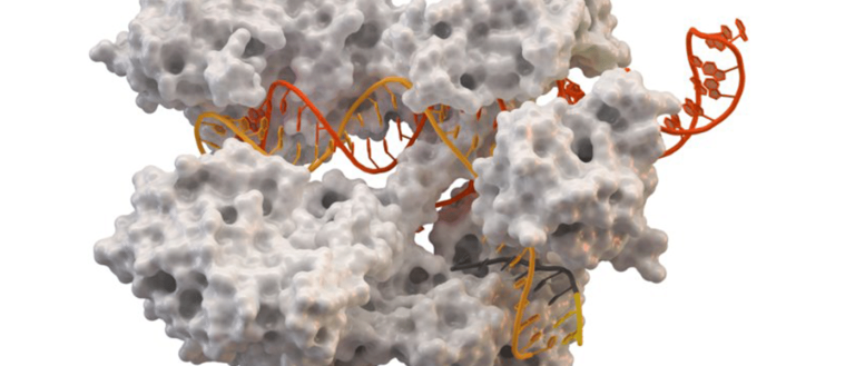 The New Cas9? Scientists Discover CasX and CasY Enzymes in Bacteria