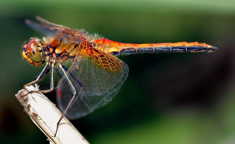 Genetically Modified Cyborg Dragonflies Are Bringing “Black Mirror” to Life
