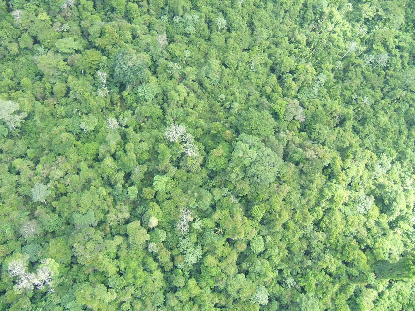 The Amazon. Credits: Sophie Fauset, University of Leeds