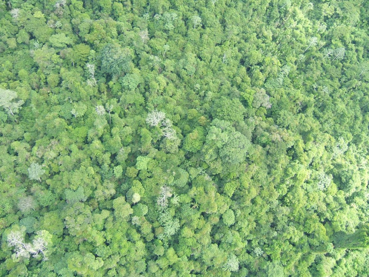 The Amazon. Credits: Sophie Fauset, University of Leeds