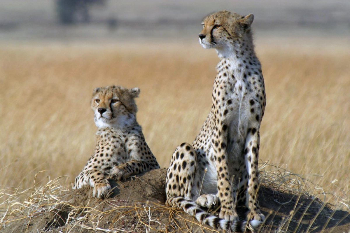 Credits: Zoological Society of London