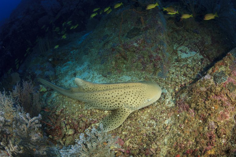 Shark Undergoes World’s First Switch from Sexual to Asexual Reproduction