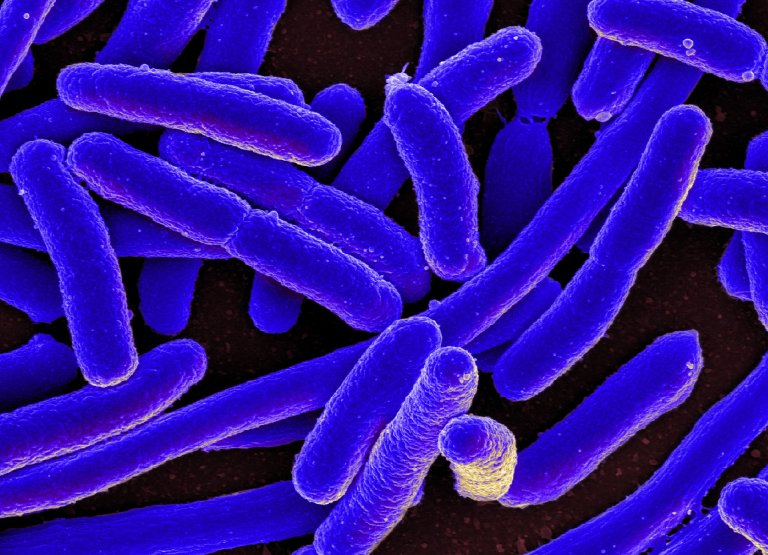 Bacteria Can Use Electricity to Communicate Across Species