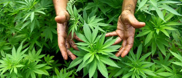 A Pharmaceutical Company is Officially Using Cannabis to Treat Disease
