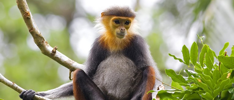 60% of Primates Are at Risk of Extinction, and Humans Are to Blame