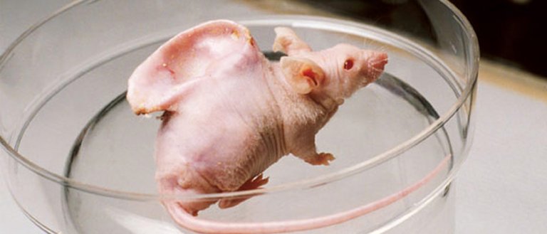 Interspecies Organ Generation Has Arrived