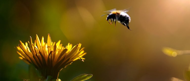 Our Most Important Pollinator Has Been Added to the Endangered Species List