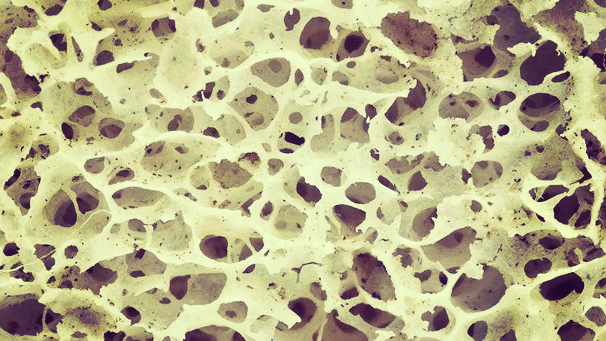 Botag Tissue Scientists Are Making a Fabric of