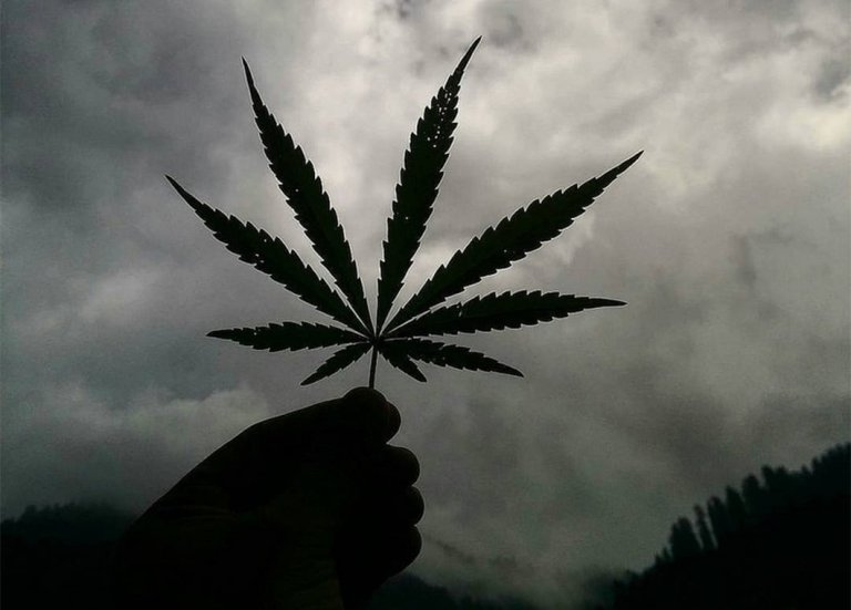 Does Cannabis Really Have Health Benefits? Experts Weigh In