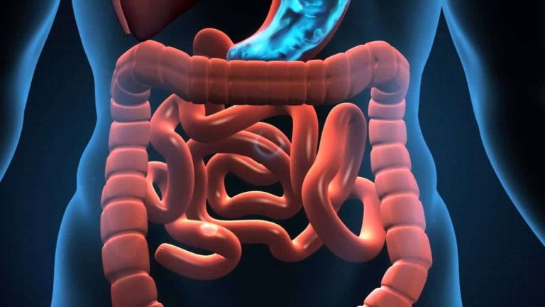 Scientists Discovered a New Human Organ, and It Could Revolutionize Disease