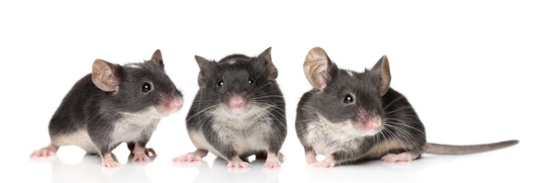 New Transplant Technique Partially Restores Vision in Blind Mice