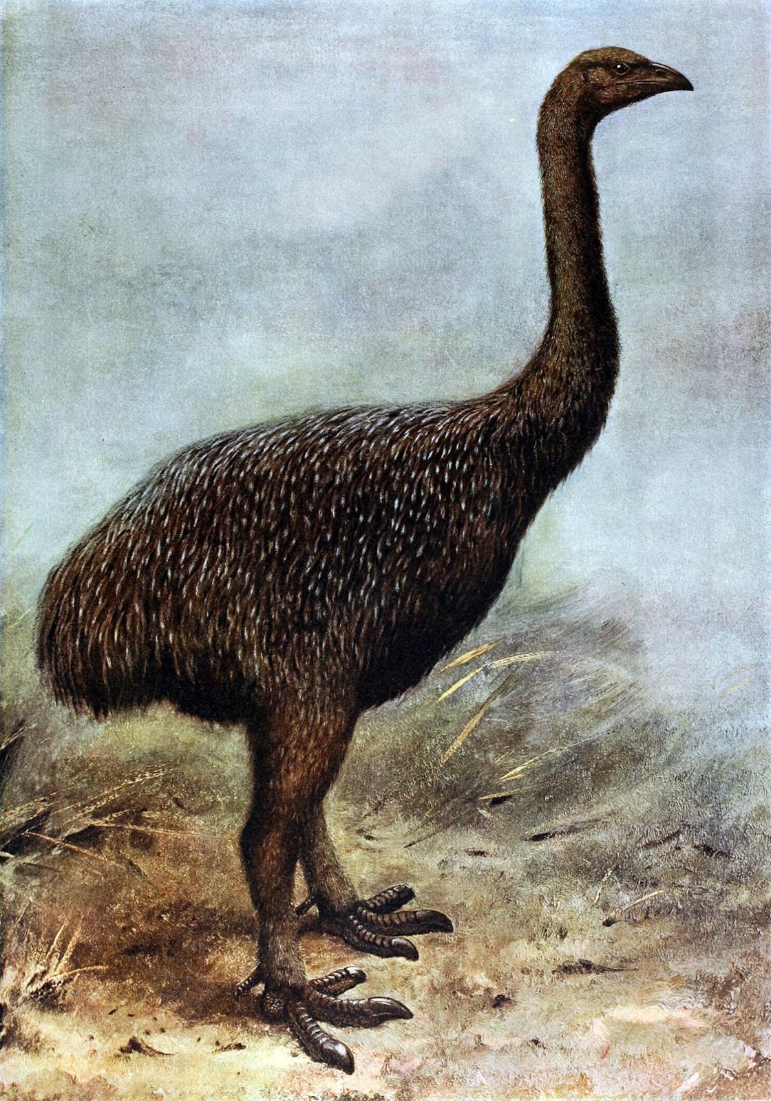 Credit: George Edward Lodge/Wikimedia Commons