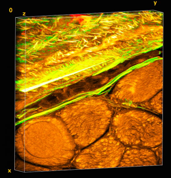 Periosteum's tissue fabric layer. Credits: Melissa Knothe Tate
