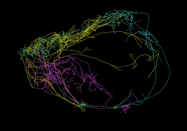Image credit: Allen Institute for Brain Science