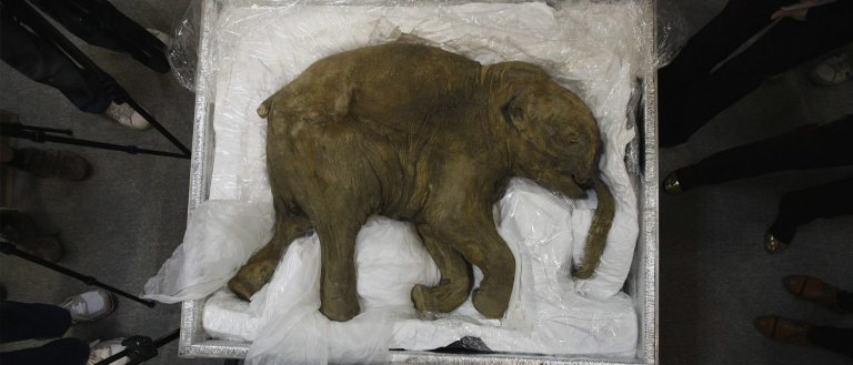 Biologists Plan to Bring the Woolly Mammoth Back to Life by 2019