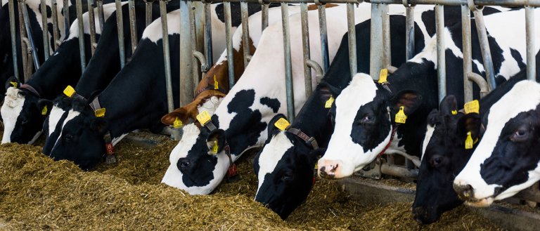 Scientists Have Created Genetically Modified Cows That Are Resistant to Deadly Disease