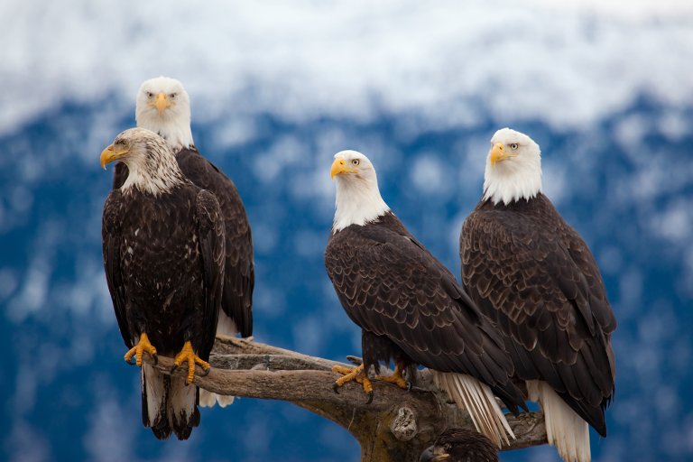 Recently Proposed Legislation is Set to Push Species to the Brink of Extinction