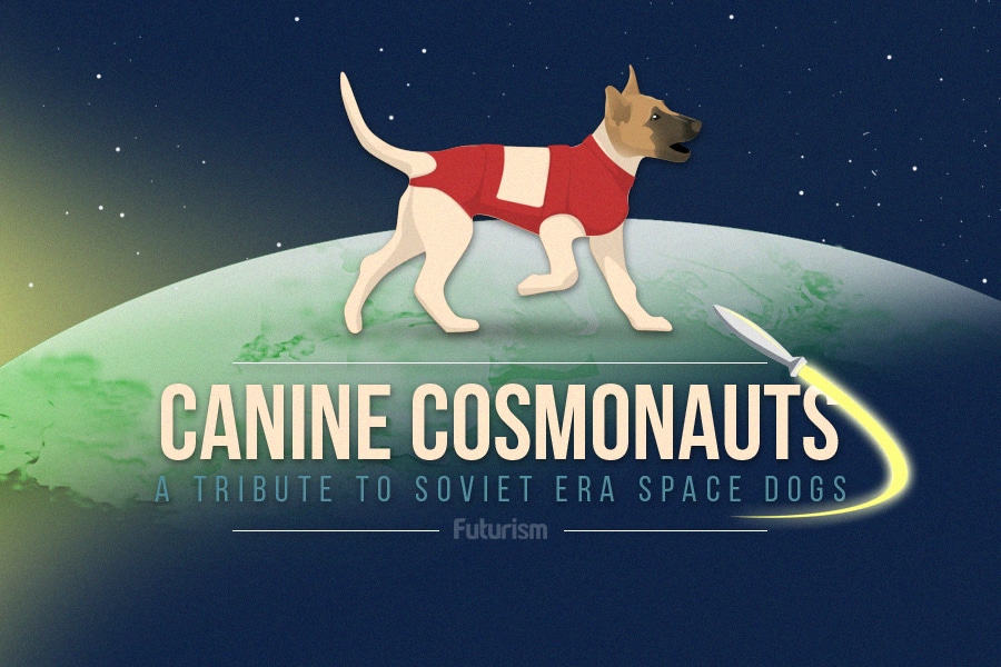 canine