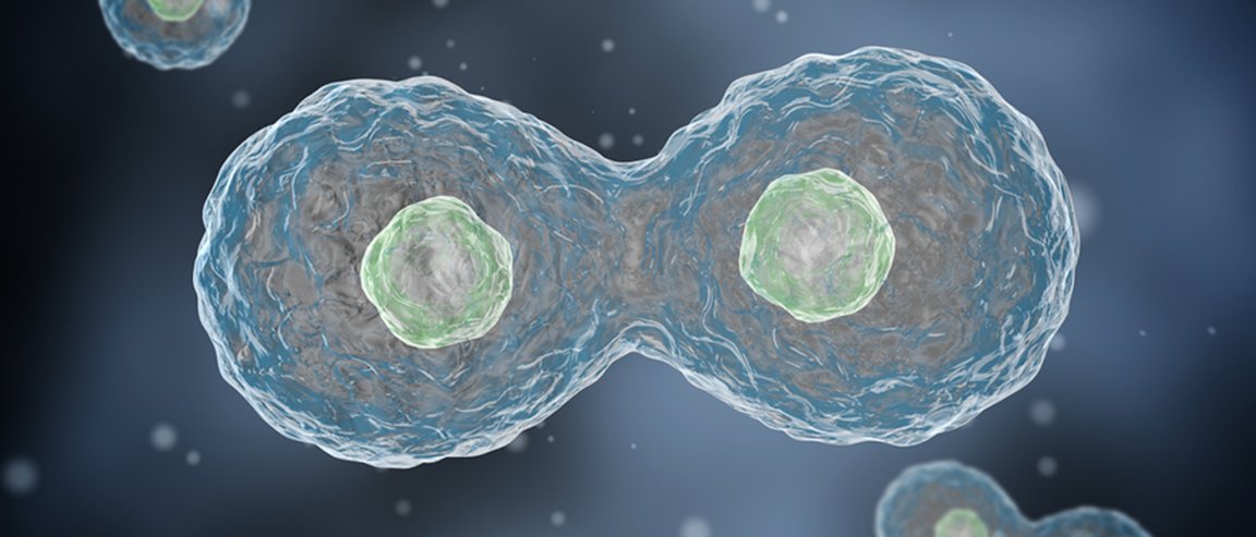 cell lines cancer hela cells lacks vaccines