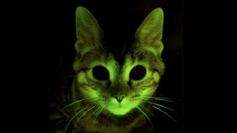 Genetically engineered florescent cat. Credits: Nature
