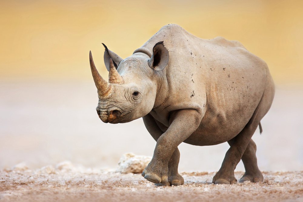 Black Rhinoceros a critically endangered species. Photo Credit: Shutterstock.