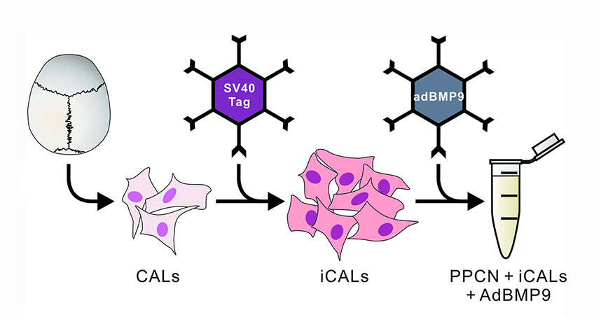 A schematic representation of the experimental design. Credit: Northwestern University