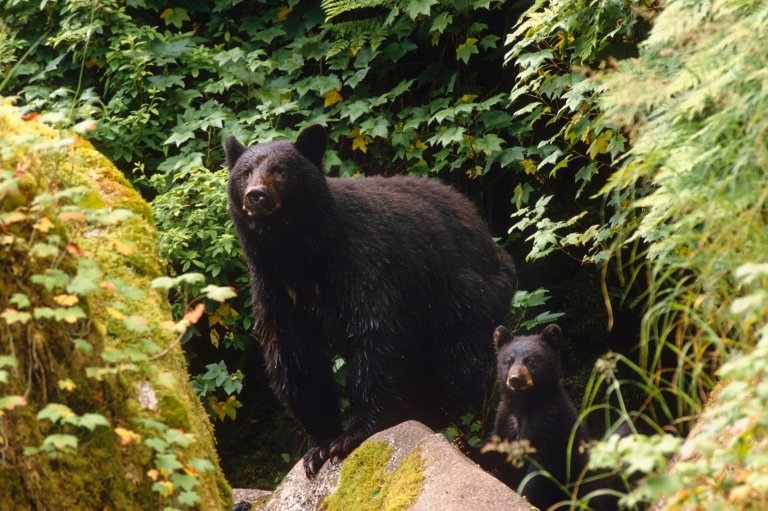 The Senate Just Repealed a Ban on Aggressive Hunting on Wildlife Refuges