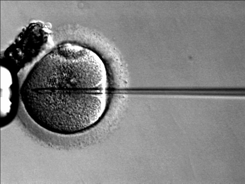 [NT] Three-Parent Babies Are The Next Big Thing In IVF