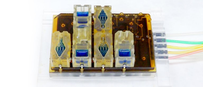 evatar organ-on-a-chip pharmaceutical testing women's health