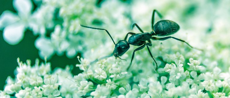For the First Time Ever, Biologists Have Genetically Modified Ants
